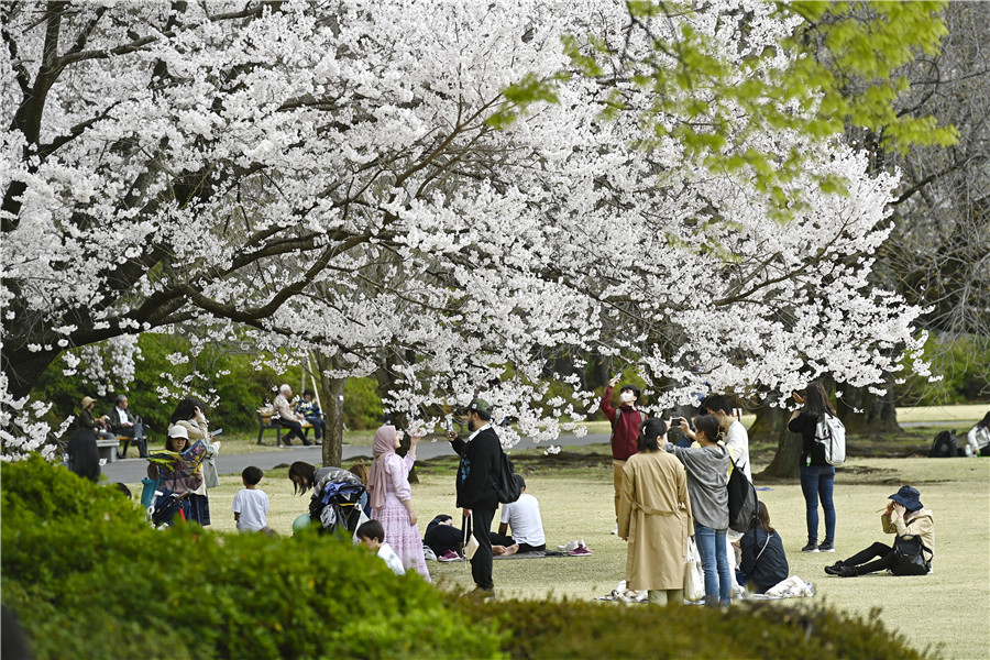 日本东京樱花绚烂盛开 吸引民众惬意观赏