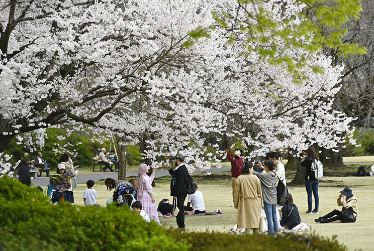 日本东京樱花盛开 引民众惬意观赏