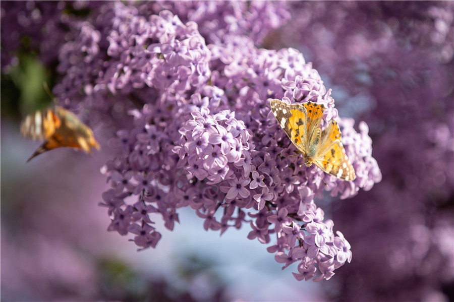 土耳其安卡拉气温上升 花丛繁茂招蜂引蝶
