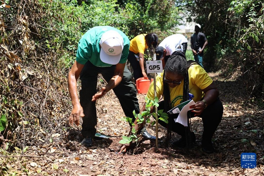 ガーナで植樹活動「緑のガーナの日」を迎える