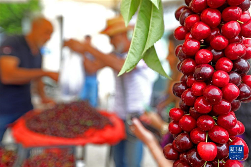 这是6月11日在黎巴嫩哈马纳举办的樱桃节上拍摄的樱桃。新华社发（比拉尔・贾维希摄）