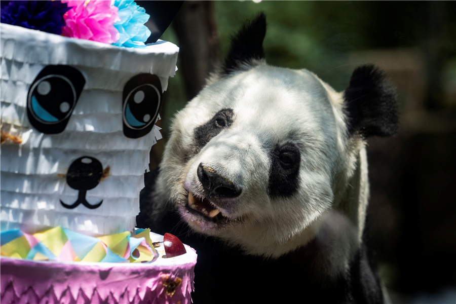 墨西哥城动物园为大熊猫“欣欣”庆生