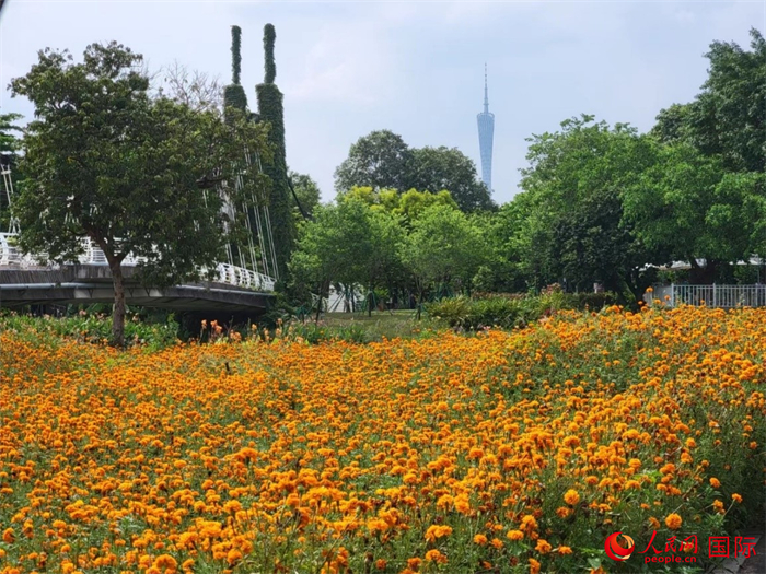 广州海珠国家湿地公园园景，公园地处城市中心，背景可见广州塔的塔顶。人民网 宁玉瑛摄