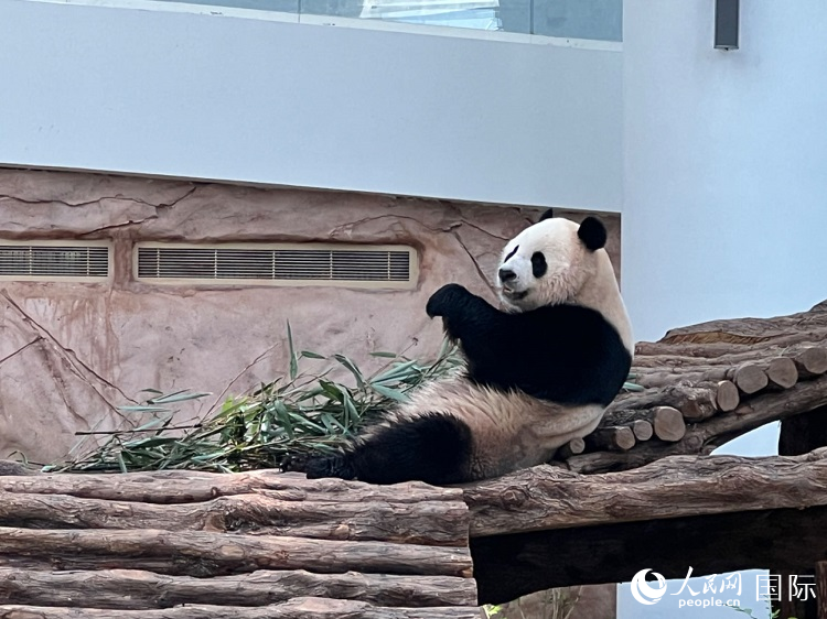 卡塔尔豪尔熊猫馆内的大熊猫“京京”。人民网记者 张志文摄