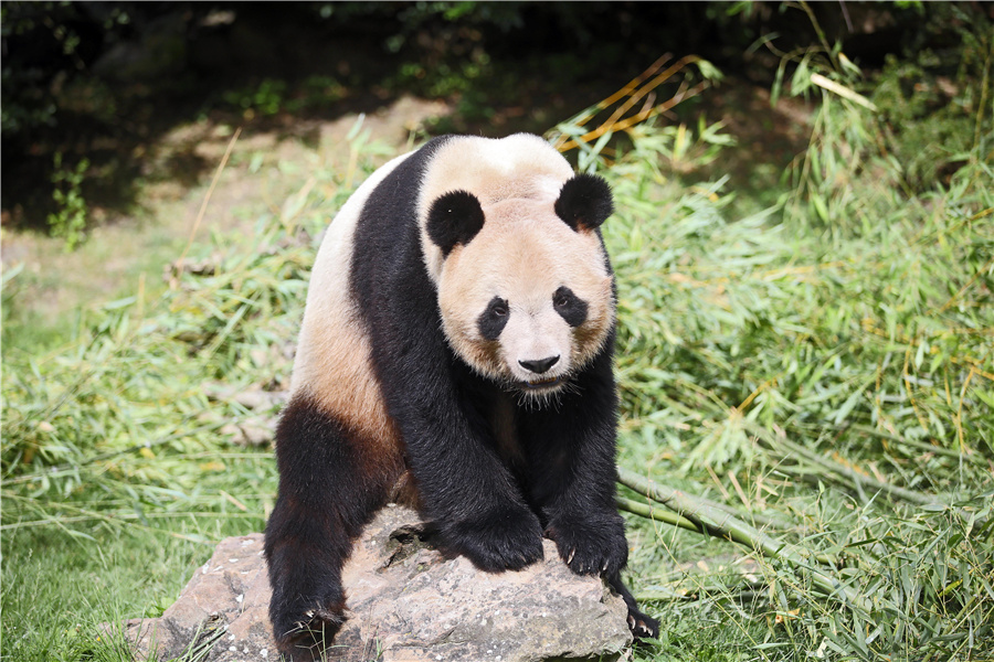 旅法大熊猫“圆梦”即将回国