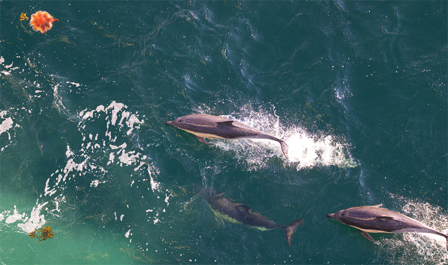 英国斯托诺韦一群海豚在海中畅游