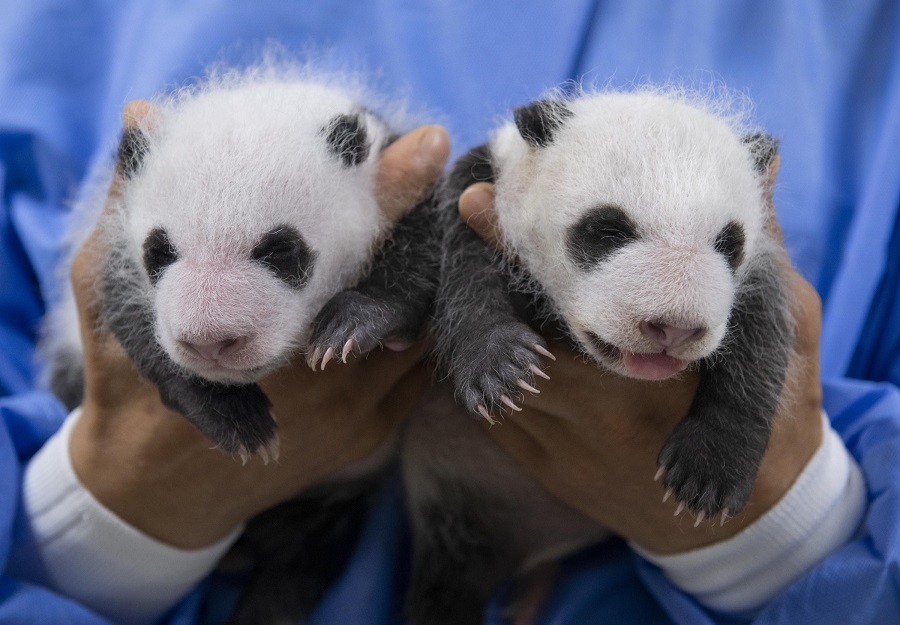 在韩大熊猫双胞胎满月照曝光