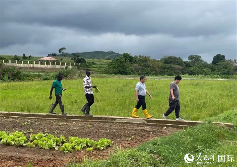 中国农技专家在尼日利亚：实干耕耘希望的田野