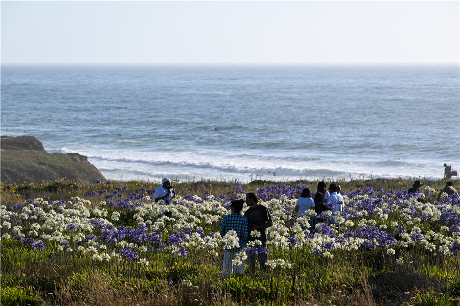 美国加州“尼罗河百合”盛开 民众相聚海滩观赏