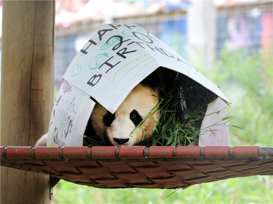 英国爱丁堡动物园为大熊猫“阳光”庆祝20岁生日