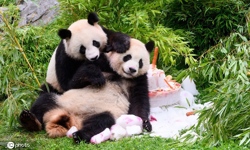 首对降生在德国的大熊猫迎来四岁生日