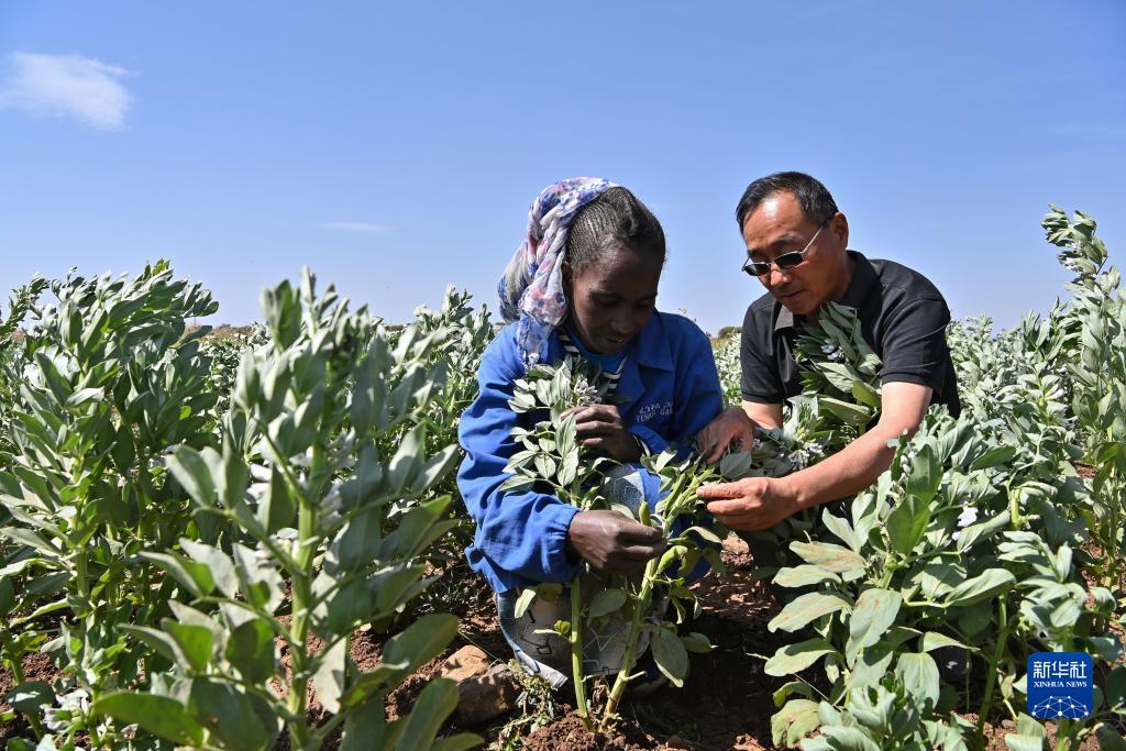 中国农业专家助力厄立特里亚农业发展【查看原图】
