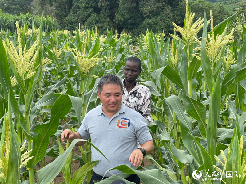 尼日利亚农业技术示范中心，布鲁斯跟中国老师王学民走在希望的田野。人民网记者 赵艳红摄