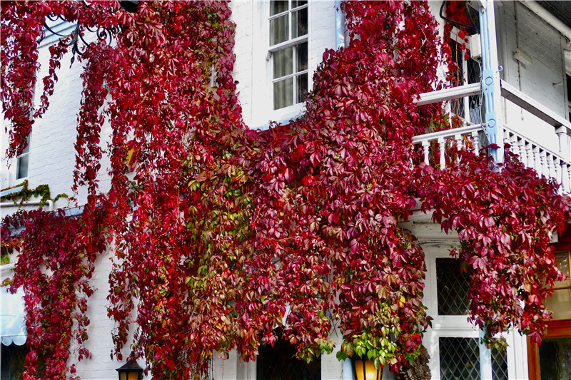 英国伯克郡迎来秋季 泰晤士河畔酒店爬山虎色彩缤纷