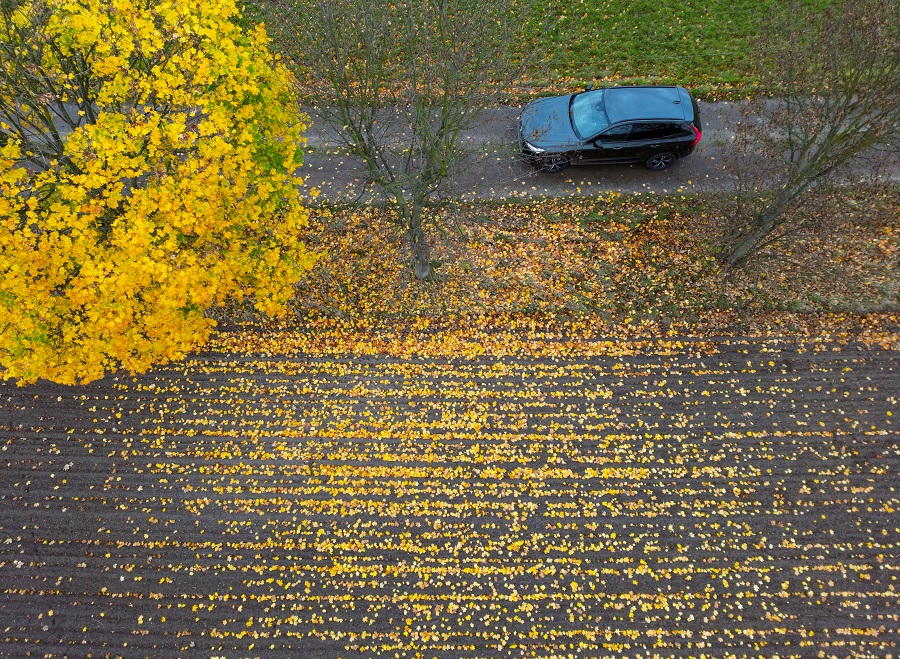 德国勃兰登堡 斑斓秋叶散落田野