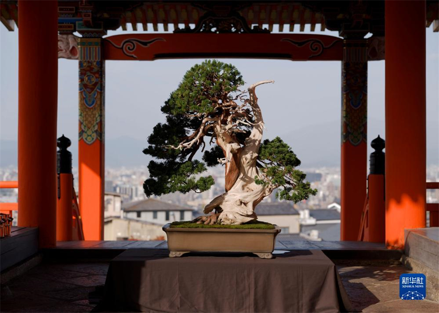 中日盆栽水石展在京都清水寺举办