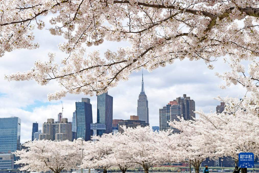 4月5日，在美国纽约，樱花掩映远处的帝国大厦。新华社记者 李睿 摄