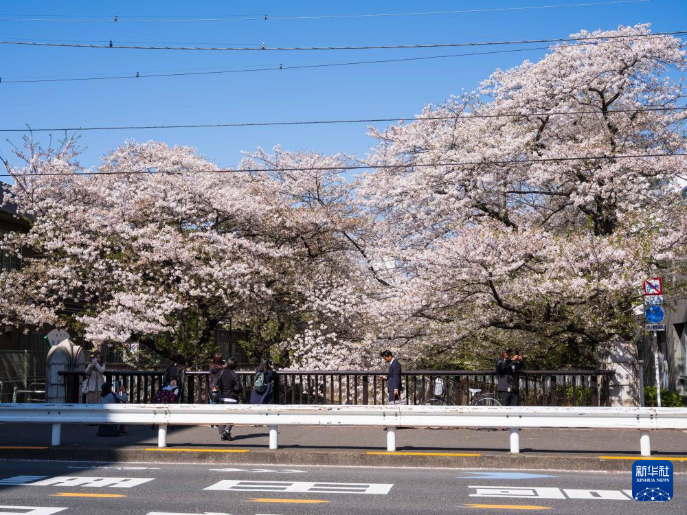 4月10日、東京・神田川沿いで花見が行われた。新華社記者張笑宇摂