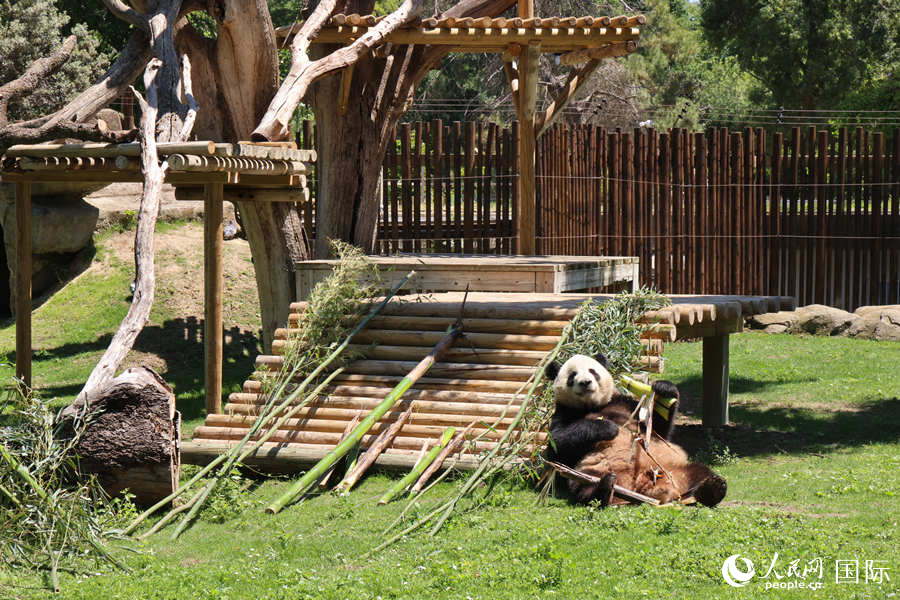 5月30日，马德里动物园举办新抵西大熊猫见面会。图为大熊猫“金喜”首次公开亮相。人民网记者 许海林摄