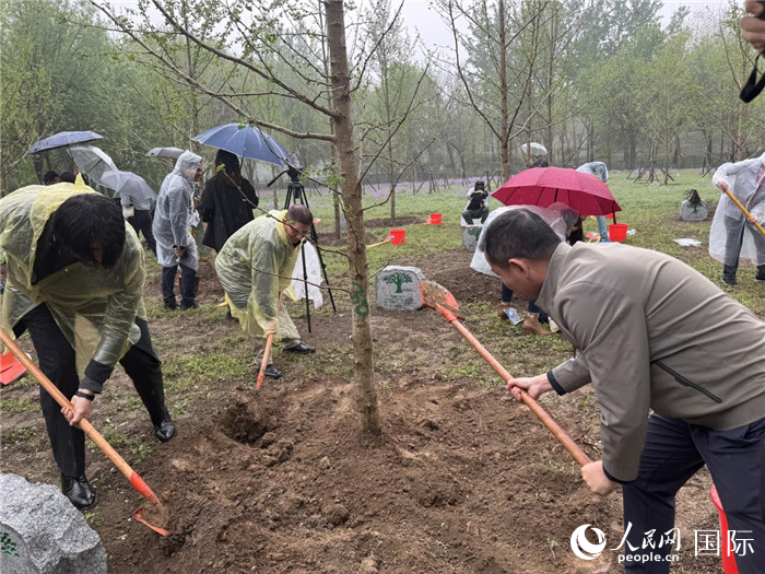 图为厄瓜多尔驻华使馆的使节们在种植树苗。人民网记者 彭敏摄