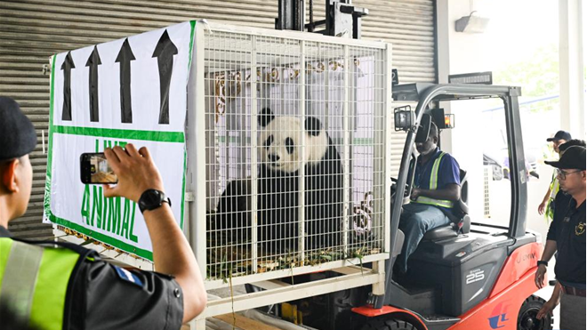 马来西亚民众依依惜别大熊猫启程归国