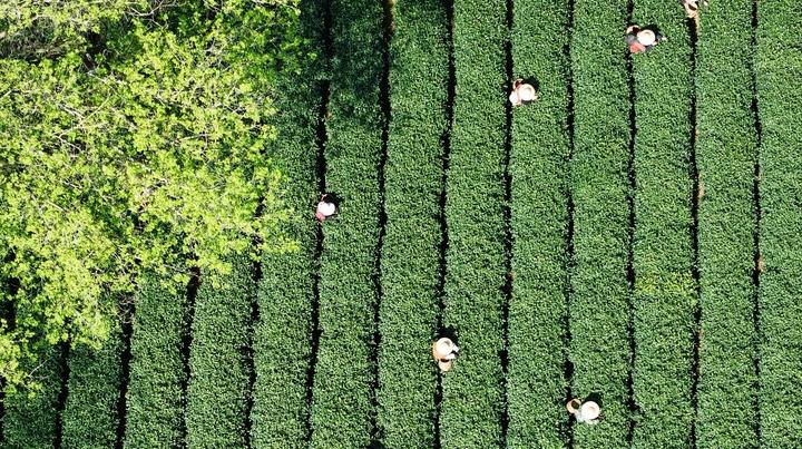 国际茶日，一片树叶写传奇！