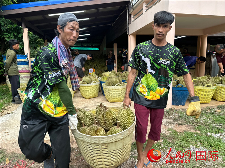 筛选好的榴莲准备装车运输到工厂。人民网记者 简承渊摄