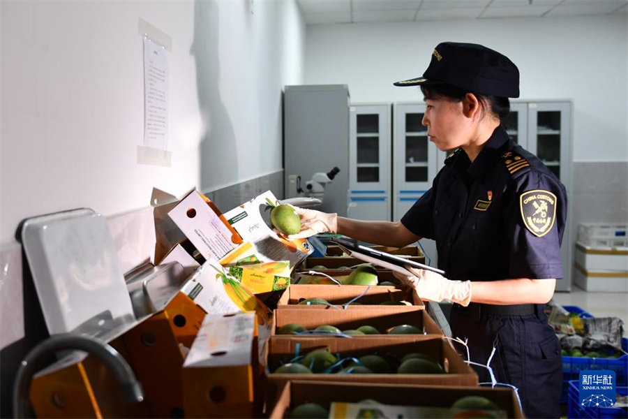 5月28日，长沙黄花机场海关关员对芒果进行感官检查。新华社记者 陈振海 摄