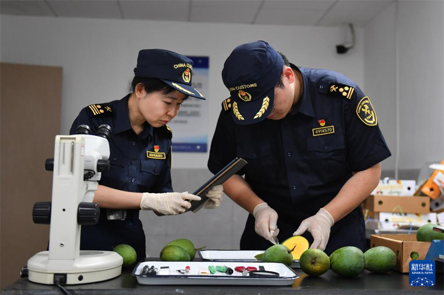 5月28日，长沙黄花机场海关关员对芒果进行剖果检查。新华社记者 陈振海 摄