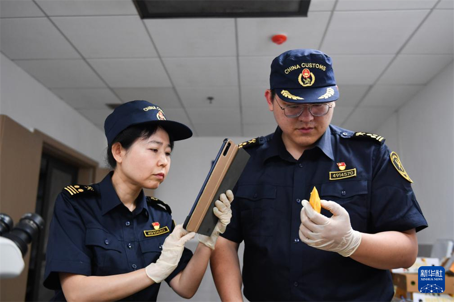 5月28日，长沙黄花机场海关关员对芒果进行剖果检查。新华社记者 陈振海 摄