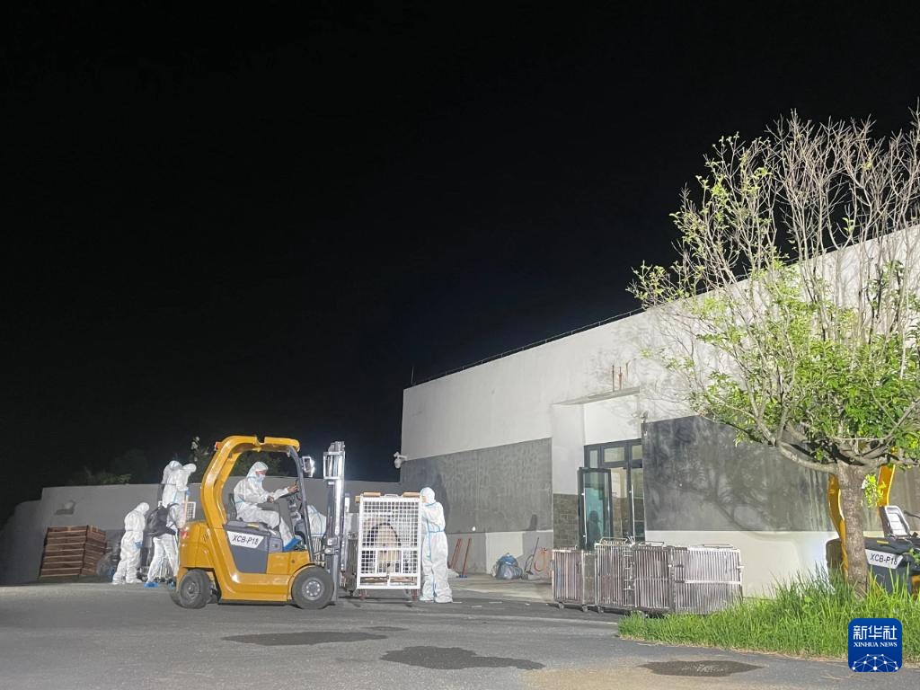 6月28日，在成都大熊猫繁育研究基地，工作人员转运大熊猫。新华社发（成都大熊猫繁育研究基地供图）