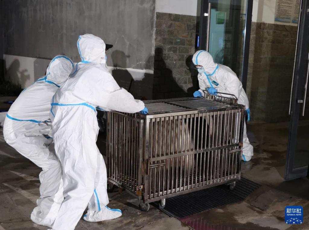 6月28日，在成都大熊猫繁育研究基地，工作人员转运大熊猫。新华社发（成都大熊猫繁育研究基地供图）