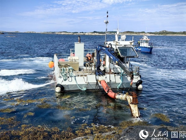 海藻采收船正在作业。 人民网记者 郭梓云摄