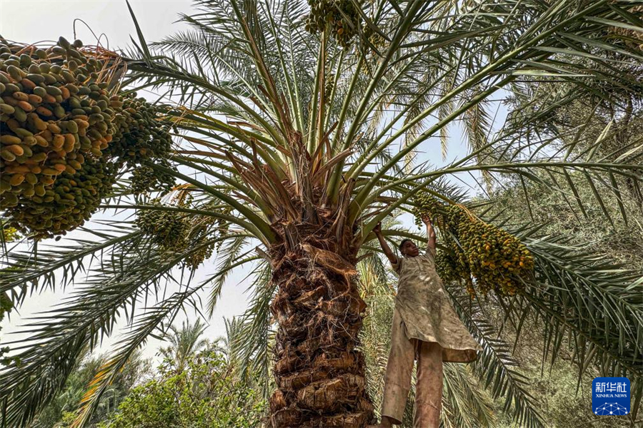 8月26日，在埃及吉萨省代赫舒尔村，村民采摘椰枣。新华社发（艾哈迈德·戈马摄）