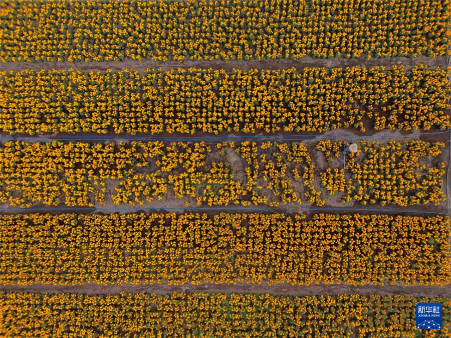 10月21日在墨西哥首都墨西哥城拍摄的万寿菊花田（无人机照片）。新华社发（弗朗西斯科·卡涅多摄）