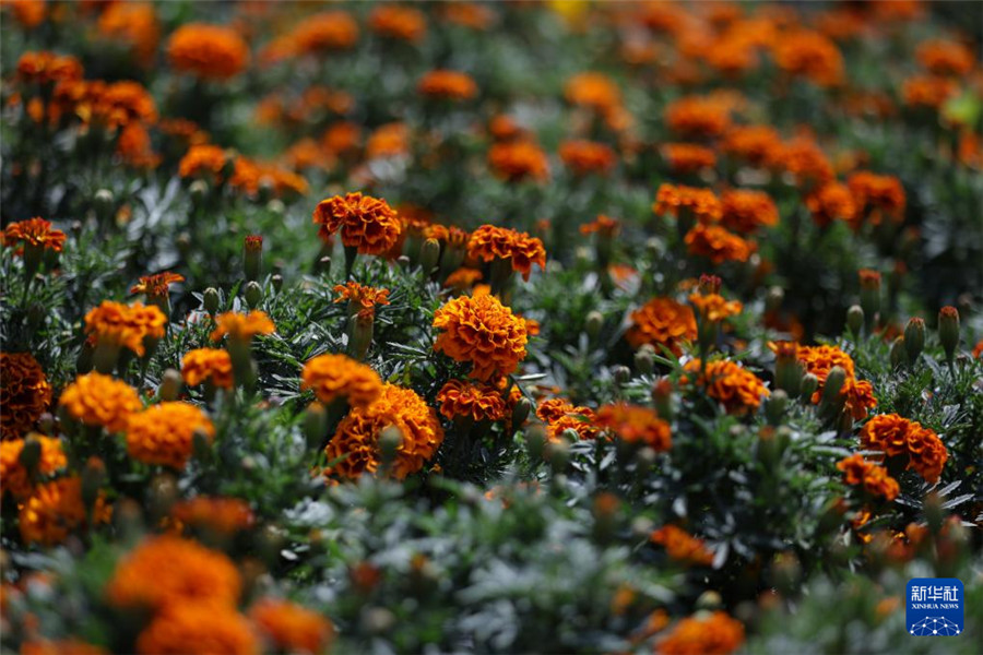 10月21日在墨西哥首都墨西哥城拍摄的万寿菊花田。新华社发（弗朗西斯科·卡涅多摄）