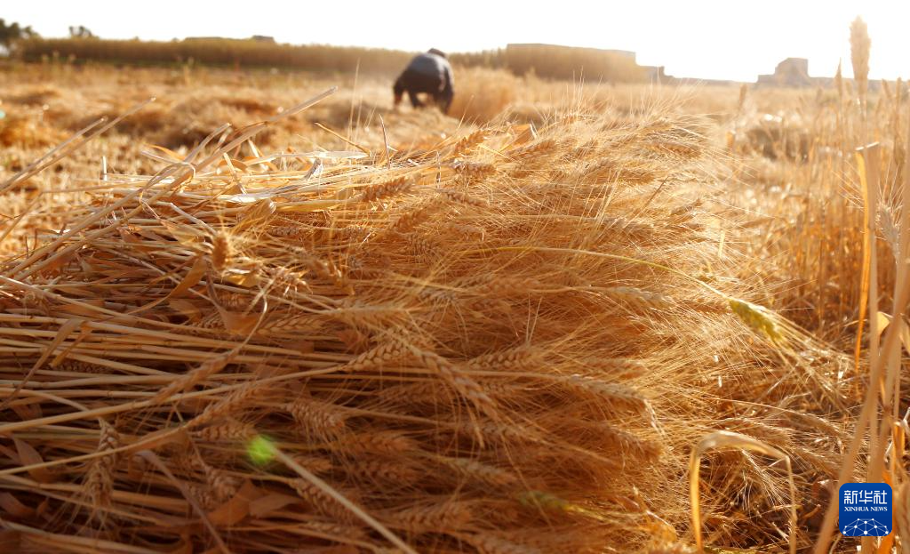 10月31日，在也门首都萨那郊区，农民在地里收割麦子。新华社发（默罕默德·默罕默德摄）
