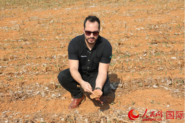 先正达集团可持续发展协调员加布里埃尔·莫拉手捧土壤样本,向记者展示经过修复后变得疏松肥沃的“健康土壤”。人民网记者 陈一鸣摄