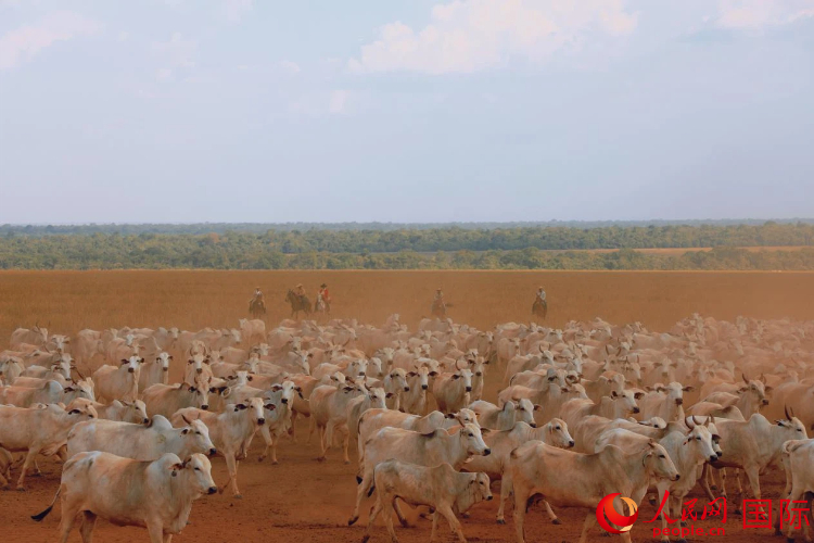 根据“作物—牲畜一体化”模式,在作物休耕期放牧牛群,让牛粪自然还田,可在相应区域减少60%以上的化肥使用,真正实现生态与经济双赢。人民网记者 陈一鸣摄
