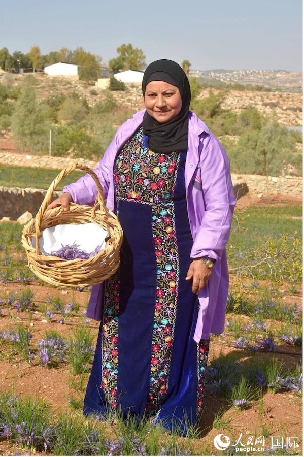 纳吉瓦在藏红花农场。人民网纳达尔·达乌德摄