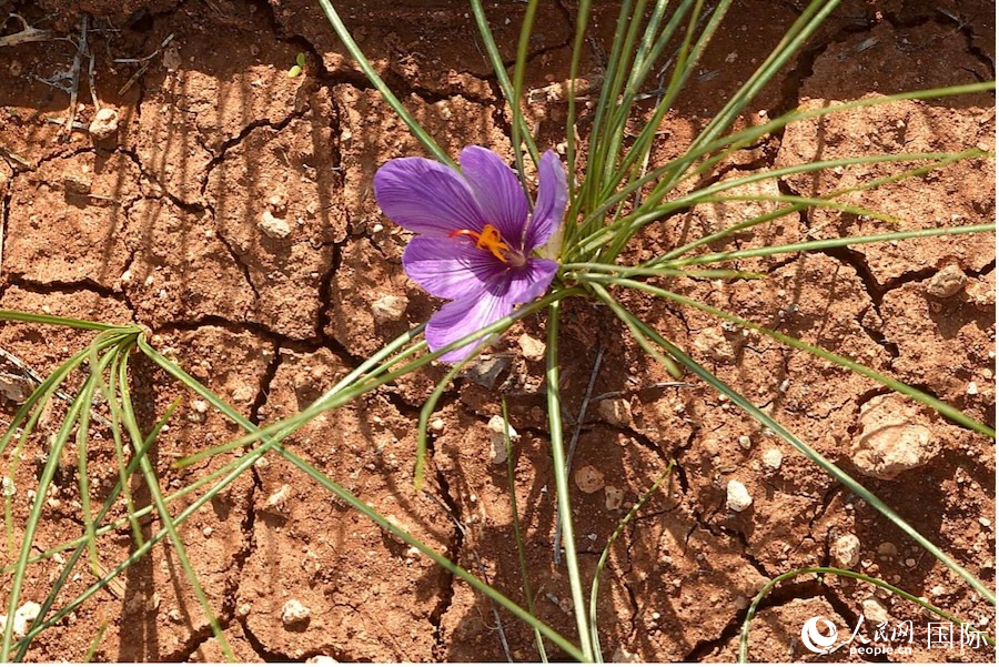 待采摘的藏红花。人民网纳达尔·达乌德摄