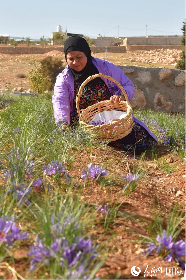 纳吉瓦在采摘藏红花。人民网纳达尔·达乌德摄