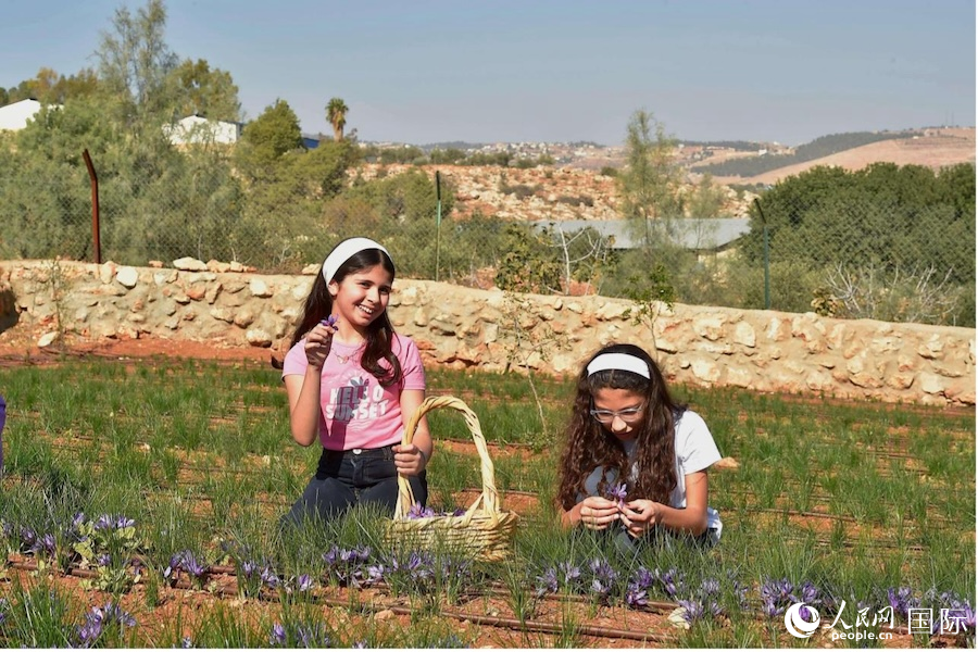 两名参与采摘藏红花的小姑娘。人民网纳达尔·达乌德摄