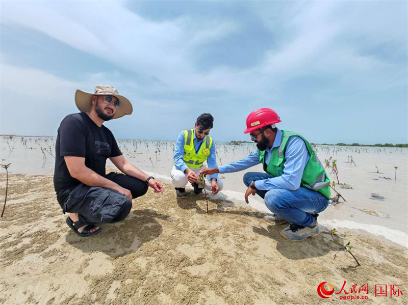 工作人员监测红树林长势。人民网记者管克江摄