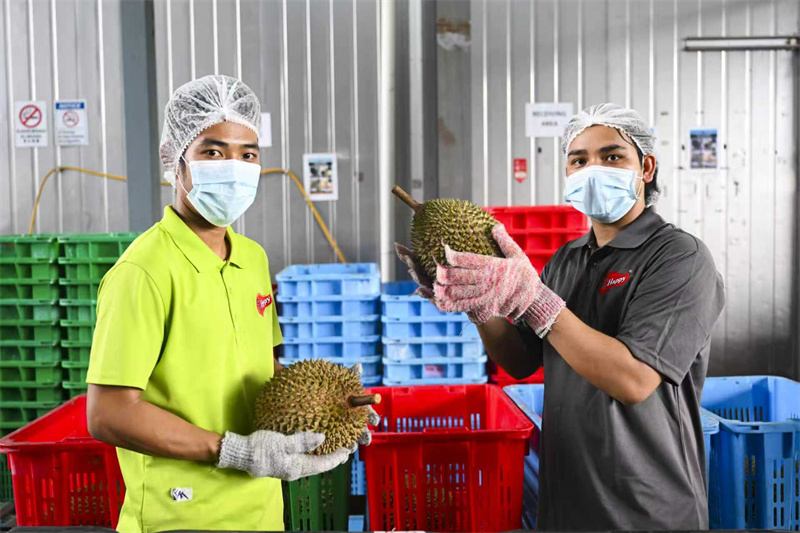 马来西亚的榴莲从果园采摘到送到中国消费者手中，全程最快仅需36小时。图为在马来西亚雪兰莪州的一家榴莲加工厂内，工作人员向记者展示榴莲。 新华社记者 程一恒摄
