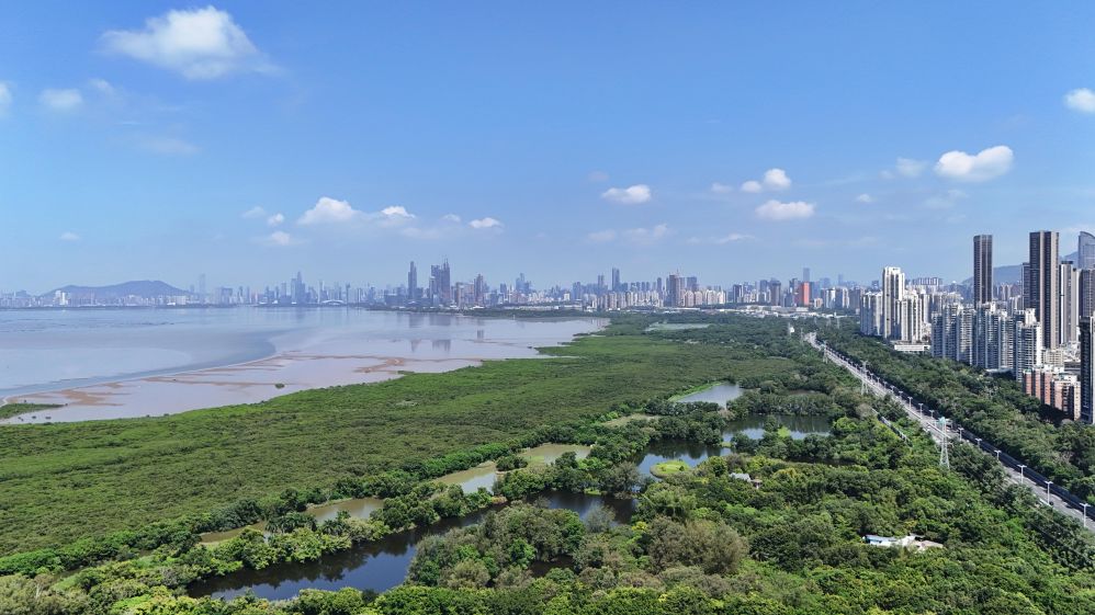 这是2026年7月23日拍摄的深圳福田红树林湿地（无人机照片）。新华社记者梁旭 摄