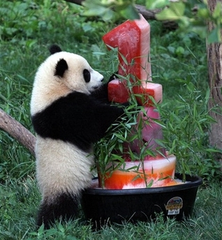 华盛顿的熊猫寿星泰山年满一岁