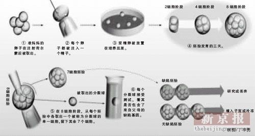 胚胎选择示意图