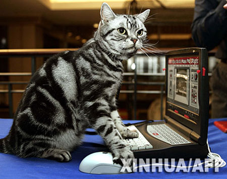电子时代的猫捉老鼠