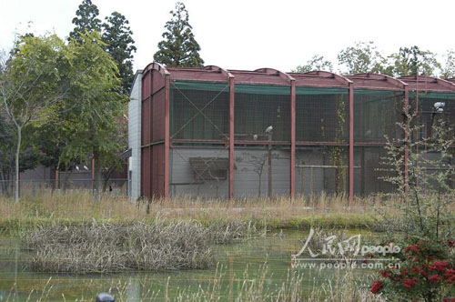 组图:中国政府向日本赠送了一对朱鹮 (7)